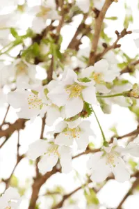 Prunus incisa 'Lotte'