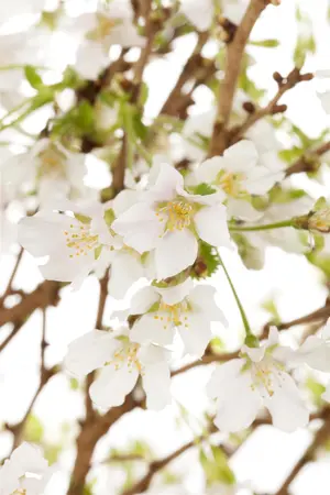 Prunus incisa 'Lotte' - 100-125 CM C15