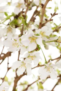 Prunus incisa 'Lotte' - 100-125 CM C15