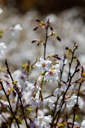 Prunus incisa 'Mikinori' - 30-40 CM C3 - image 3
