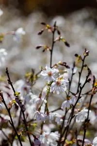 Prunus incisa 'Mikinori' - 30-40 CM C3 - image 3