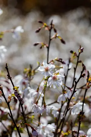 Prunus incisa 'Mikinori' - 40-60 CM C10 - image 3