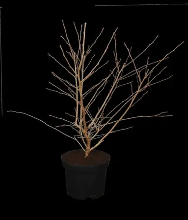 Prunus incisa 'Mikinori' - 30-40 CM C3 - image 1