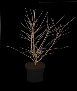 Prunus incisa 'Mikinori'