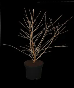 Prunus incisa 'Mikinori' - 60-80 CM C15 - image 4