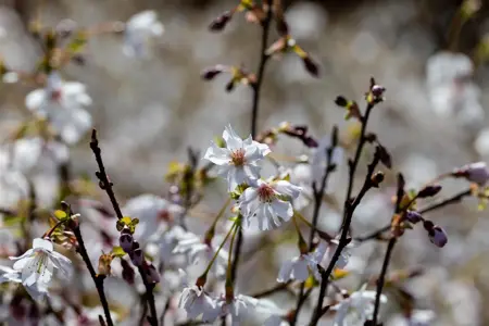Prunus incisa 'Mikinori' - 30-40 CM C3 - image 2