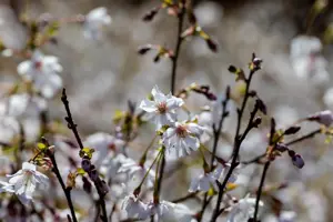 Prunus incisa 'Mikinori' - 30-40 CM C3 - image 2