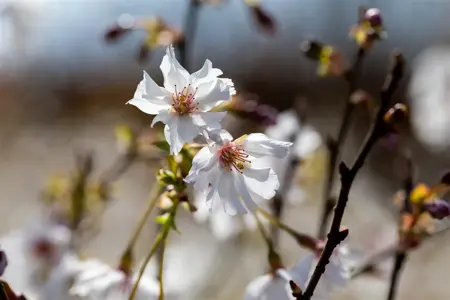 Prunus incisa 'Mikinori' - 30-40 CM C3 - image 4