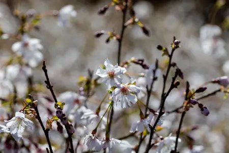 Prunus incisa 'Mikinori' - 60-80 CM C15 - image 2