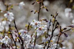 Prunus incisa 'Mikinori'
