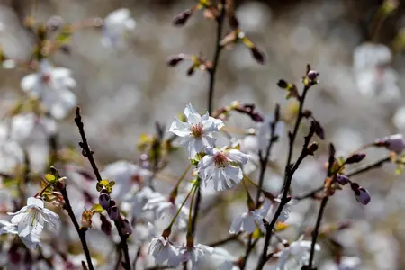 Prunus incisa 'Mikinori' - 80 CM STEM C5 - image 1