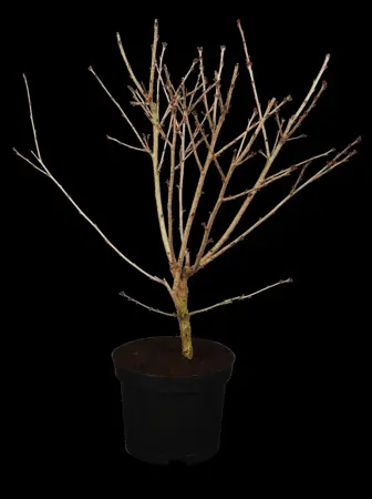 Prunus incisa 'Oshidori' - 60-70 CM C10