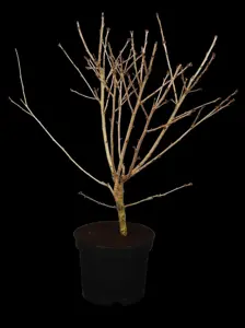 Prunus incisa 'Oshidori'