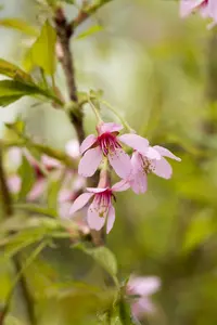 Prunus incisa 'Paean' - MULTISTEM 300-350 CM CONT - image 2
