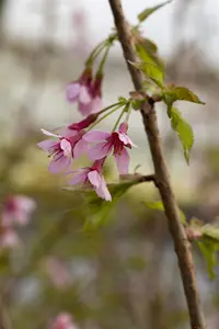 Prunus incisa 'Paean' - MULTISTEM 300-350 CM CONT - image 3