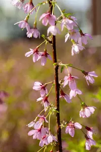 Prunus incisa 'Paean' - MULTISTEM 300-350 CM CONT - image 5
