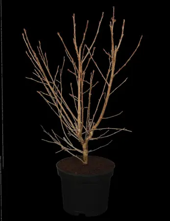 Prunus incisa 'Paean' - 80-100 CM C7.5 - image 1