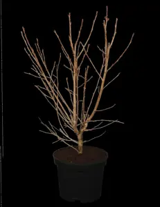 Prunus incisa 'Paean'