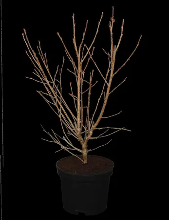 Prunus incisa 'Paean' - MULTISTEM 300-350 CM CONT - image 1