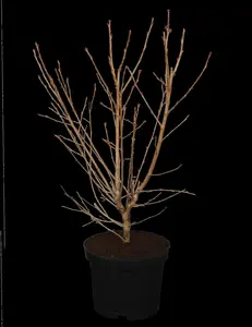 Prunus incisa 'Paean' - MULTISTEM 300-350 CM CONT - image 1
