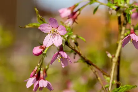 Prunus incisa 'Paean' - 15-20 CM P9 - image 5