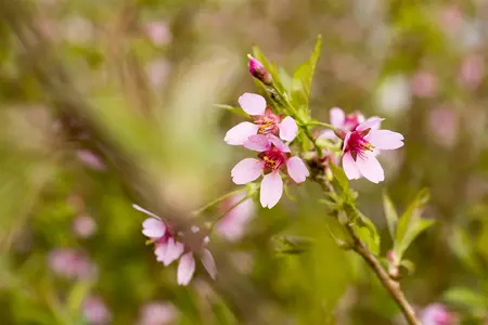 Prunus incisa 'Paean' - 40-50 CM C3 - image 3