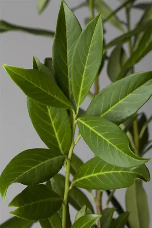 Prunus laur. 'Caucasica' - SOLITAIR 600-650 CM RB - image 3
