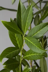 Prunus laur. 'Caucasica' - 60-80 CM C6.5 - image 3