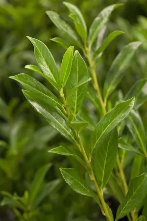 Prunus laur. 'Caucasica' - 80-100 CM C12 - image 4