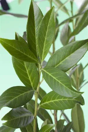 Prunus laur. 'Caucasica' - 200-250 CM C5 WHIP - image 3