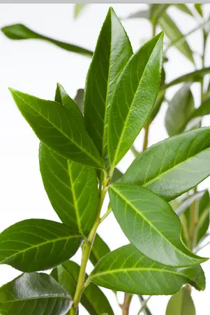 Prunus laur. 'Caucasica' - 200-250 CM C5 WHIP - image 2