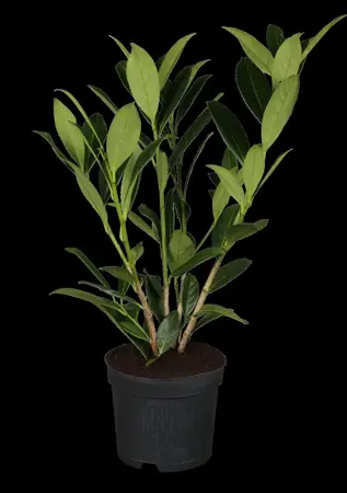 Prunus laur. 'Caucasica' - 40-50 CM C3 - image 2