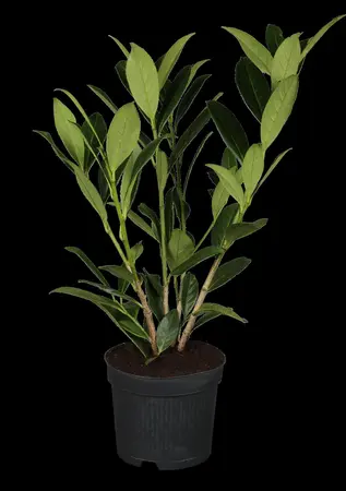Prunus laur. 'Caucasica' - STD 16-18 CM TRAINED CONT - image 2
