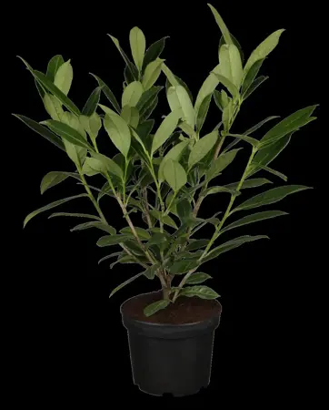 Prunus laur. 'Caucasica' - C1 - image 1