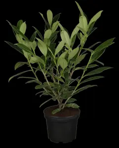 Prunus laur. 'Caucasica'