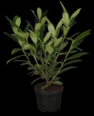 Prunus laur. 'Caucasica' - SOLITAIR 350-400 CM RB - image 1