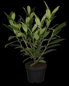 Prunus laur. 'Caucasica' - STEM 240 CM, GIRTH 16-18 CM ROOF TRAINED CONT - image 1