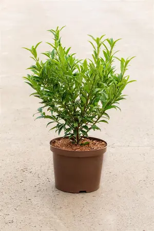 Prunus laur. (Filigrow) 'Sofia'? - 40-50 CM C6.5 - image 2
