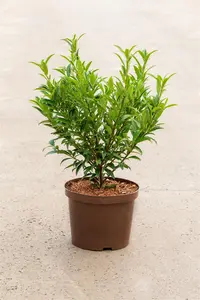 Prunus laur. (Filigrow) 'Sofia'? - 25 CM BALL C7.5 - image 2