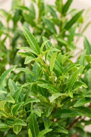 Prunus laur. (Filigrow) 'Sofia'? - 3 Ltr pot - image 3