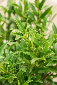 Prunus laur. (Filigrow) 'Sofia'? - 30-40 CM C4 - image 3