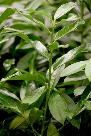 Prunus laur. 'Genolia'? - Liners bare root - image 1