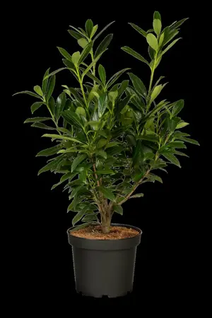 Prunus laur. 'Genolia'? - 100-125 CM C10 - image 4