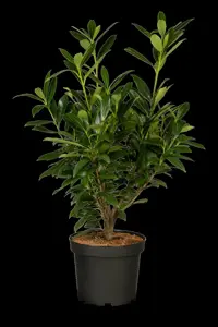Prunus laur. 'Genolia'? - 120-140 CM RB - image 4