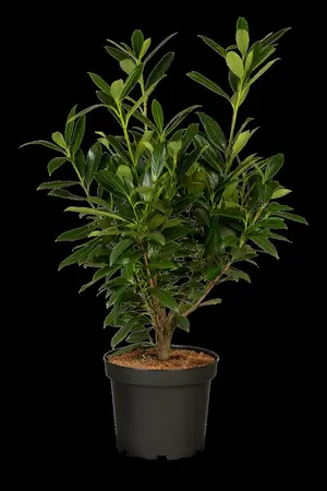 Prunus laur. 'Genolia'? - SOLITAIR 140-160 CM RB - image 4