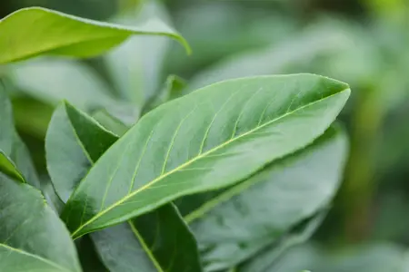 Prunus laur. 'Genolia'? - TRAINED 200 CM STEM, GIRTH 8-10 CM CONT - image 5