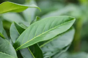 Prunus laur. 'Genolia'? - 175-200 CM C25 - image 2