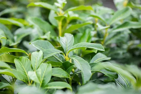 Prunus laur. 'Genolia'? - 175-200 CM C25 - image 4