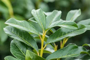 Prunus laur. 'Genolia'? - 175-200 CM C25 - image 3