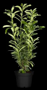 Prunus laur. 'Genolia'? - 275-300 CM RB - image 2